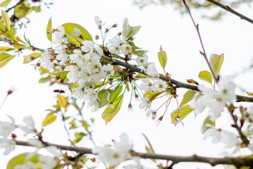 detail of flowers of fruit tree during spring