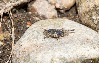 Hooded Grouse Locust (Paratettix cucullatus) Pygmy Grasshopper Perched on a Rock in Northern Colorado