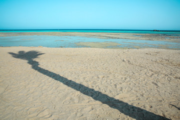 summer beach with palm and free space for your decoration 