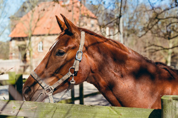 portrait of a horse