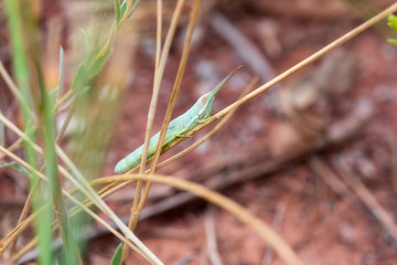Wyoming Toothpick Grasshopper (Paropomala wyomingensis) Perched on a Dry Stalk of Vegetation in Northern Colorado