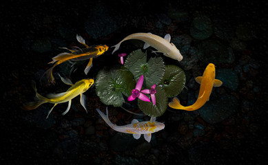 Koi fish pond with lotus flowers