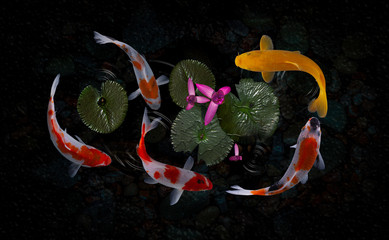 Koi fish pond with lotus flowers