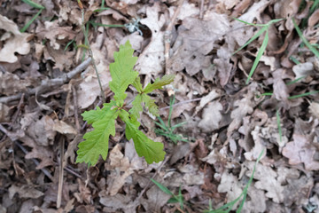young oak growing on spring