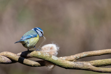 Blaumeise sammelt Material für Nestbau