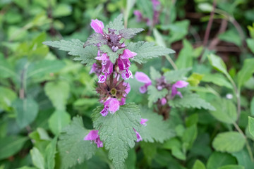 flower of dead-nettle during on april