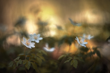 wood anemone vintage lens rendering