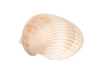 Sea shell isolated on white background
