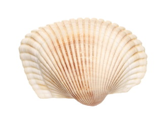 Sea shell isolated on white background