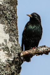 Common Starling (Sturnus Vulgaris) at the park