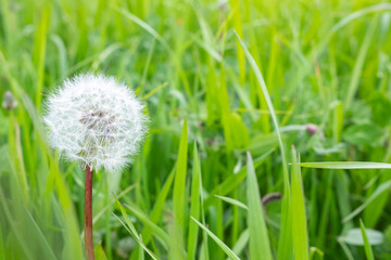 Fresh seeds dandelion on a green meadow
