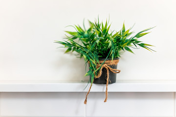 Green plant in small flowerpot container and tied with rope on white shelf table in minimalist...