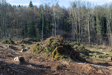 Forest cut trees logging pine spruce, branches cut down pile clearing
