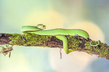 Side-striped Palm Pitviper Bothriechis lateralis 