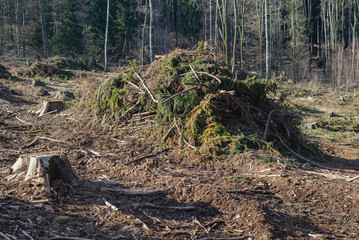 Forest cut trees logging pine spruce, branches cut down pile clearing