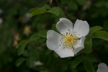 white flower