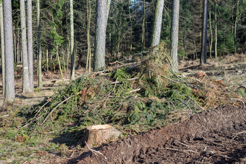 Forest cut trees logging pine spruce, branches cut down pile clearing