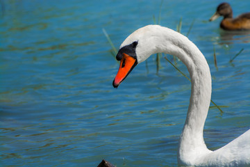 Mute swan in an European freshwater lake