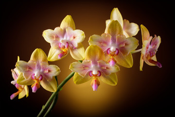 Bright yellow with pink spots blooming orchid  on a dark brown background. Home and garden flowers