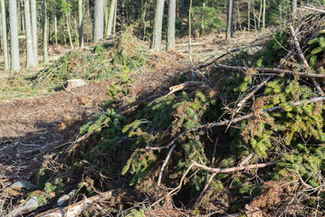 Forest cut trees logging pine spruce, branches cut down pile clearing