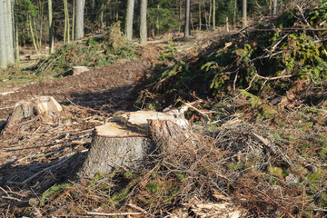 Fototapeta premium Forest cut trees logging pine spruce, branches cut down pile clearing