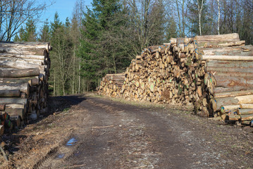 Log stack cut timber wood heap in forest, woodpile