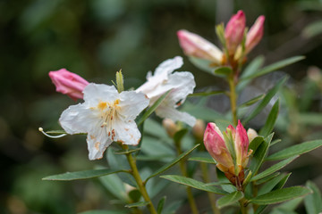 A closeup on white-pink rhododendron iteophyllum