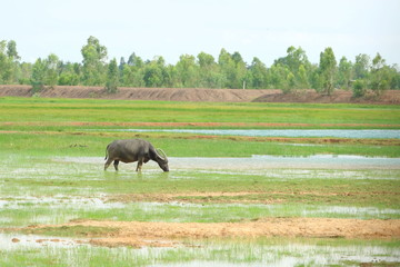 Single black Asia buffalo eating grass in green field have water have bird around in Thailand