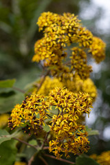 A closeup on a cluster of yelow flowers of bulbine caulescens