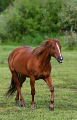 Obraz na płótnie Canvas Ranch Horse