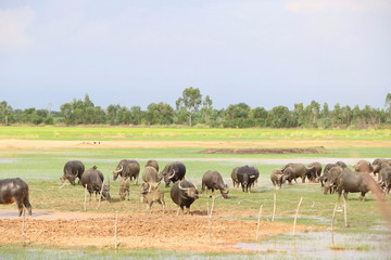 Group of big black Asia buffalo eating grass in green field have water have bird around with nature view in Thailand