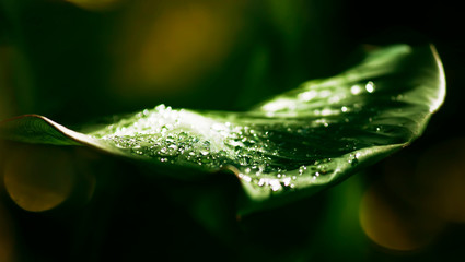 Water dew drops on deep green leaf, moody nature, macro shot, space for text