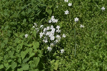 Spring starflower (Ipheion uniflorum) / Amaryllidaceae bulbous prennial grass.