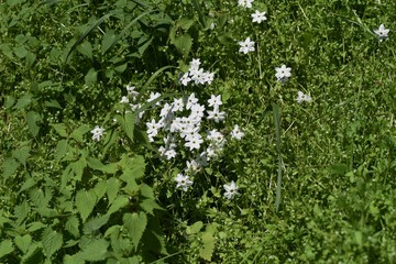 Fototapeta premium Spring starflower (Ipheion uniflorum) / Amaryllidaceae bulbous prennial grass.
