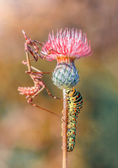 Close up of pair of Beautiful European mantis ( Mantis religiosa ) and caterpillar