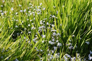 Spring starflower (Ipheion uniflorum) / Amaryllidaceae bulbous prennial grass.