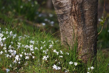Spring starflower (Ipheion uniflorum) / Amaryllidaceae bulbous prennial grass.