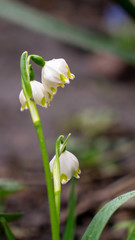 snowdrop flower in the forest