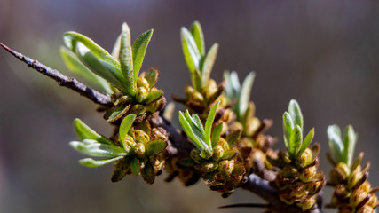 close up of willow branch