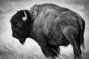 Fototapeten Bison in B&W © David