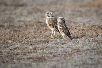 Owl Pair