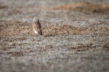 Burrowing Owl Portrait