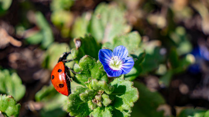butterfly on a flower