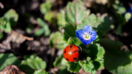 Obraz na płótnie Canvas ladybird on a flower