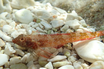 
Fish under water in Croatia