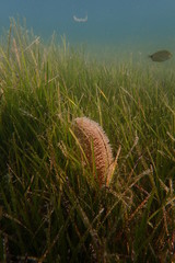 
Shells under water in Croatia