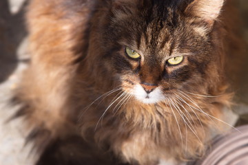 beautiful fluffy cat, cat fur, cat look, animal portrait, photo for text and advertising