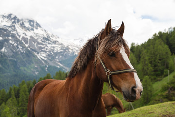 Naklejka premium Curly mane brown horse grazing on pasture in Switzerland. Alpine mountain and forest landscape in the background