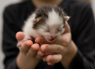 A newborn little kitten on children's palms.