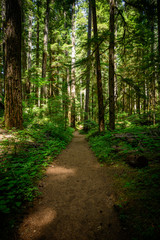 Fototapeta na wymiar Wide Dirt Trail Through Pine Forest